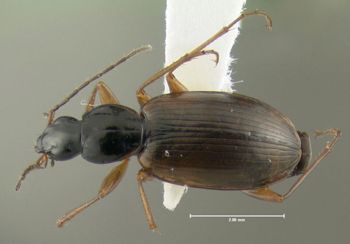 Media type: image;   Entomology 614233 Aspect: habitus dorsal view